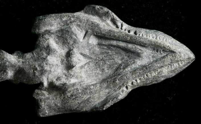"Det 220 millioner år gamle fossilet viser også at skilpaddearten var ustyrt med tenner. (Foto: Xiao-chun Wu, Research Scientist, Paleobiology Canadian Museum of Nature)" "Det 220 millioner år gamle fossilet viser også at skilpaddearten var ustyrt med tenner. (Foto: Xiao-chun Wu, Research Scientist, Paleobiology Canadian Museum of Nature)"