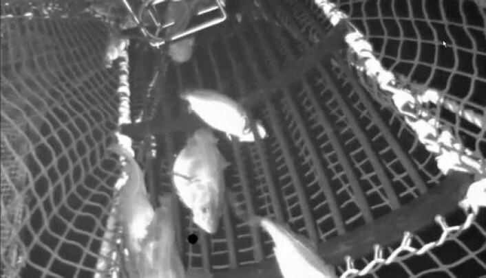 Fotografi av direkte overført video av fisk som sorteres med rist. (Foto: IMR) Fotografi av direkte overført video av fisk som sorteres med rist. (Foto: IMR)
