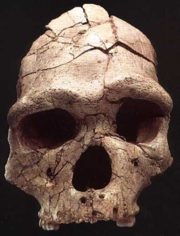 "Skalle av Homo Heidelbergensis som ble funnet i Tautavel i Frankrike. Den er mellom 200 000 og 400 000 år gammel. (Foto: Michigan State University)" "Skalle av Homo Heidelbergensis som ble funnet i Tautavel i Frankrike. Den er mellom 200 000 og 400 000 år gammel. (Foto: Michigan State University)"