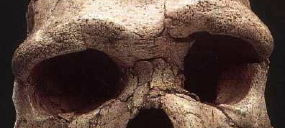 "Skalle av Homo Heidelbergensis som ble funnet i Tautavel i Frankrike. Den er mellom 200 000 og 400 000 år gammel. (Foto: Michigan State University)"