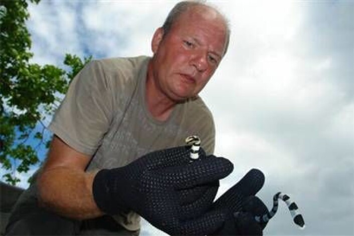 Arne Rasmussen holder slangen Laticauda colubrine. (Foto: Arne Rasmussen) Arne Rasmussen holder slangen Laticauda colubrine. (Foto: Arne Rasmussen)