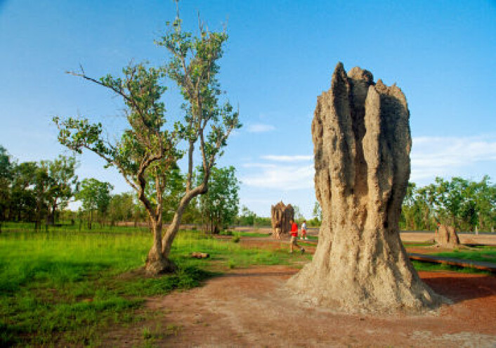 Gigantiske termittuer er imponerende byggverk. Termittkolonien fungerer som en superorganisme som har gjort konstruksjonen mulig. (Foto: iStockphoto/Terraxplorer) Gigantiske termittuer er imponerende byggverk. Termittkolonien fungerer som en superorganisme som har gjort konstruksjonen mulig. (Foto: iStockphoto/Terraxplorer)