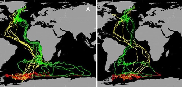 "Geologgerne registrerte disse mønstrene langs ternenes migrasjonsrute. Kartet er hentet fra artikkelen i PNAS som ble publisert denne uka. (Kilde: Carsten Egevang)" "Geologgerne registrerte disse mønstrene langs ternenes migrasjonsrute. Kartet er hentet fra artikkelen i PNAS som ble publisert denne uka. (Kilde: Carsten Egevang)"