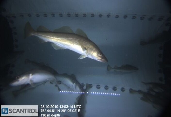 Foto fra CatchMeter inni trålen av torsk som kan telles og lengdemåles. (Foto: Scantrol) Foto fra CatchMeter inni trålen av torsk som kan telles og lengdemåles. (Foto: Scantrol)
