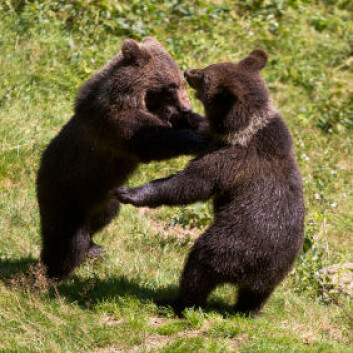 (Illustrasjonsfoto: iStockphoto) (Illustrasjonsfoto: iStockphoto)
