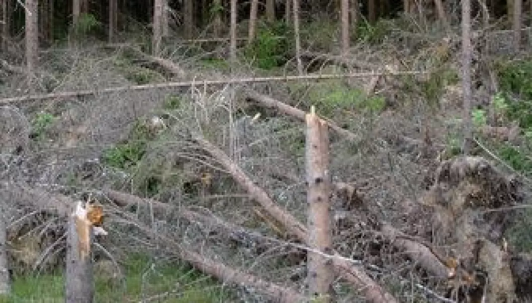 Sterk vind en fare for skogen