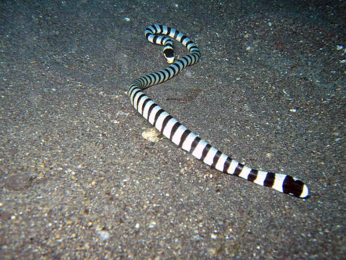 Laticauda colubrina. (Foto: Wikimedia Commons, se lisens her) Laticauda colubrina. (Foto: Wikimedia Commons, se lisens her)