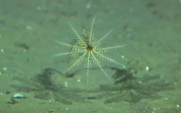 Sjøliljen Rhizocrinus lofotensis ble observert i de dypeste områdene som ble undersøkt. Dette eksemplaret er ca 10 cm høyt. (Foto: MAREANO/Havforskningsinstituttet)