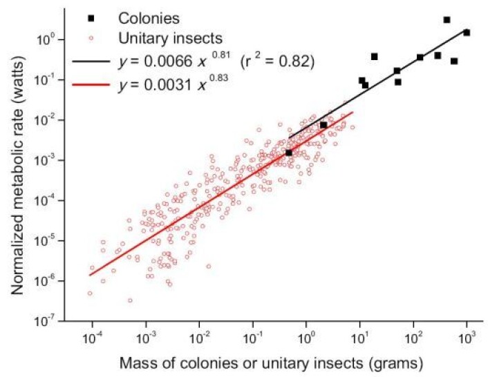 Sammenhengen mellom stoffskifte og samlet masse er den samme uansett om man ser på individuelle insekter (røde sirkler) eller på hele insektkolonier (svarte firkanter). (Graf: PNAS) Sammenhengen mellom stoffskifte og samlet masse er den samme uansett om man ser på individuelle insekter (røde sirkler) eller på hele insektkolonier (svarte firkanter). (Graf: PNAS)