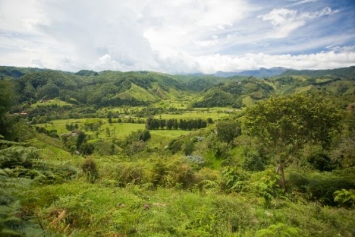 Kaffe gir viktige eksportinntekter for Colombia. Det meste av kaffedyrkingen skjer i den vestlige delen av landet. (Foto: iStockphoto) Kaffe gir viktige eksportinntekter for Colombia. Det meste av kaffedyrkingen skjer i den vestlige delen av landet. (Foto: iStockphoto)