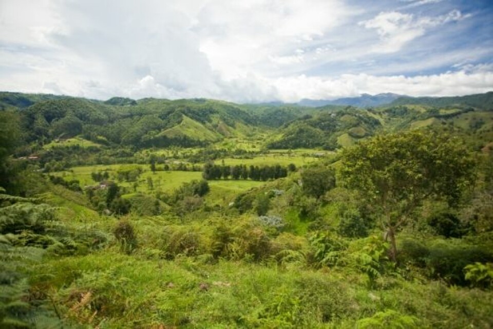 Kaffe gir viktige eksportinntekter for Colombia. Det meste av kaffedyrkingen skjer i den vestlige delen av landet. (Foto: iStockphoto)