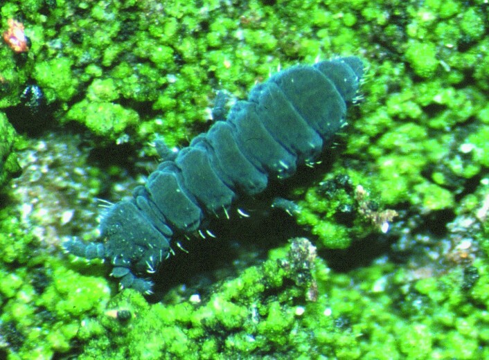 Spretthale av slekten Hypogastrura. Foto: Hans Petter Leinaas Spretthale av slekten Hypogastrura. Foto: Hans Petter Leinaas