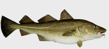Når matfatet blir rikere, blir det også mer torsk. (Foto: Eksportutvalget for fisk) Når matfatet blir rikere, blir det også mer torsk. (Foto: Eksportutvalget for fisk)