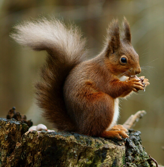 Ekornet er eit av dyra som trivst i hundremeterskogen. Foto: Peter Trimming, CC BY 2.0. Ekornet er eit av dyra som trivst i hundremeterskogen. Foto: Peter Trimming, CC BY 2.0.