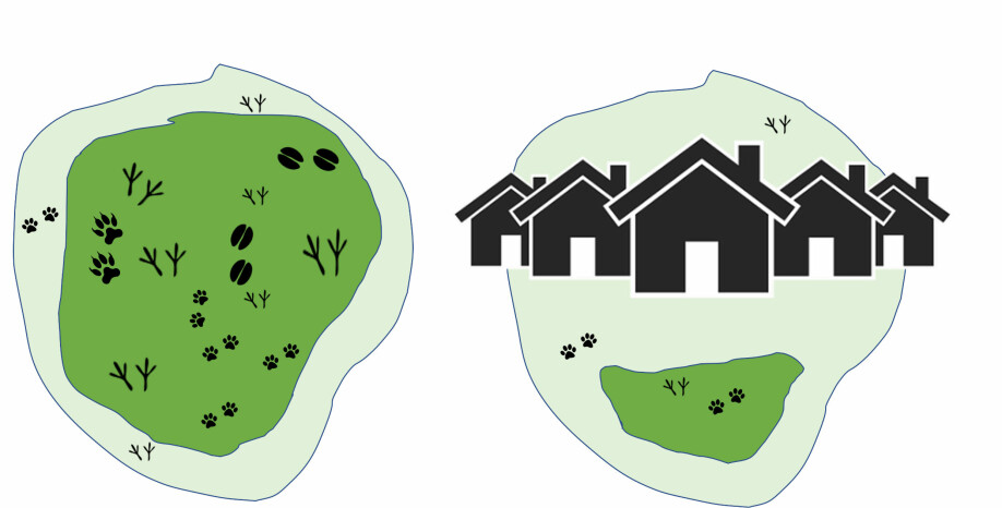 Figur 5. Slik forklarer landskapsøkologane effekten av bygging i skogflekkar. Figuren til venstre viser at sjølv ganske små skogflekkar kan ha nok skugge og beskyttelse for mange planter, dyr, sopp og insekt i kjerna (mørkegrønt), så lenge det finst ein god kant rundt (lysegrønt). Når vi bygger ut, skrumpar kjernemiljøet, og levestadane forsvinn.