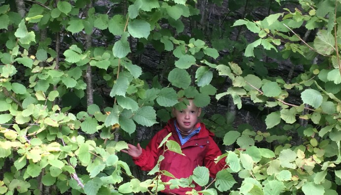 Det er fint å gøyme seg i hasselkrattet. Foto: Idun A. Husabø. Det er fint å gøyme seg i hasselkrattet. Foto: Idun A. Husabø.