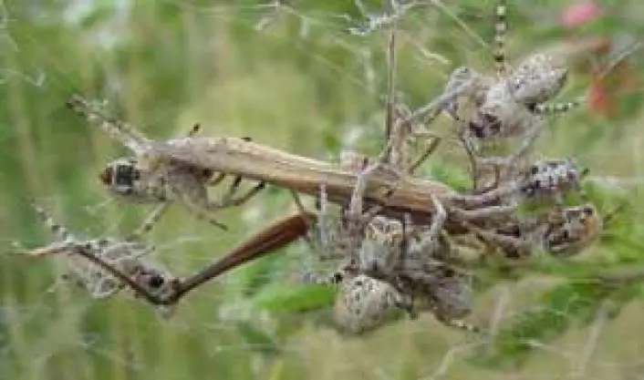 Kolonier av den sosiale edderkoppen Stegodyphus dumicola under Trine Bildes feltarbeid i Namibia, 2003. Det tette silkenettet rommer opp til flere hundre edderkopper. Her samarbeider koloniens edderkopper med å fortære en gresshoppe. (Foto: Trine Bilde)