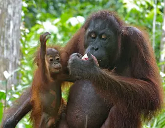 En hunn-orangutang med unge.
