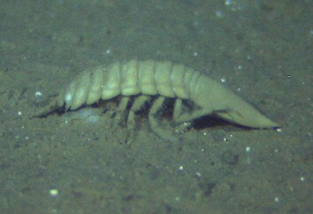 Også den store isopoden Saduria (5 cm) er vanlig. (Foto: MAREANO/Havforskningsinstituttet) Også den store isopoden Saduria (5 cm) er vanlig. (Foto: MAREANO/Havforskningsinstituttet)