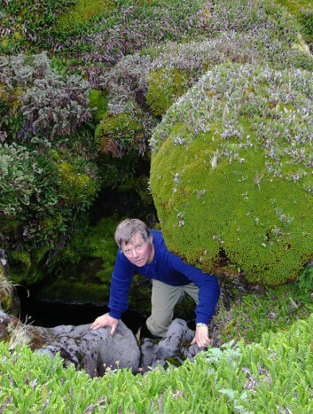FELT: Hans Petter Leinaas samler collemboler i mose- og bregnevegetasjonen på Marion Island. Foto: Roger Worland FELT: Hans Petter Leinaas samler collemboler i mose- og bregnevegetasjonen på Marion Island. Foto: Roger Worland