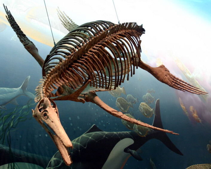 Dolichorhynchops. National Museum of Natural History, Washington D. C. (Foto: Ryan Somma) Dolichorhynchops. National Museum of Natural History, Washington D. C. (Foto: Ryan Somma)