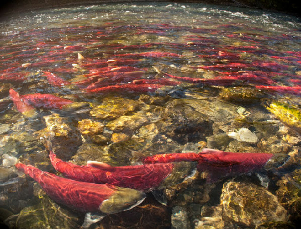 Etter år med svikt i fisket, er plutselig den karakteristiske sockeye-laksen tilbake i kanadiske Fraser River i rekordantall. Årsaken kan være gjødsling av havet med vulkanaske. Illustrasjonsfoto av gytemoden sockeye i British Columbia. (Foto: iStockphoto)