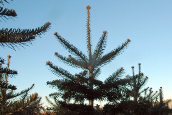 Mens danske juletrær behandles med vekstregulerende hormoner må reguleringen i norske trær gjennomføres med andre metoder. (Foto: Jon Schärer)