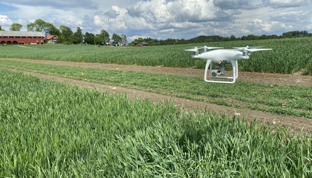 Dronen med kamera registrerer effektive store mengder med informasjon om plantene den svever over.