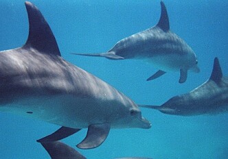 How do dolphins adapt to life along the coast?