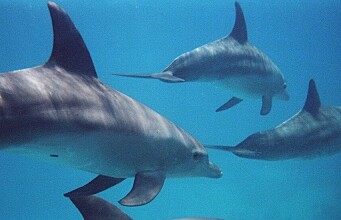 How do dolphins adapt to life along the coast?