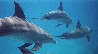 Sånn lærer delfiner å leve i nye miljøer
