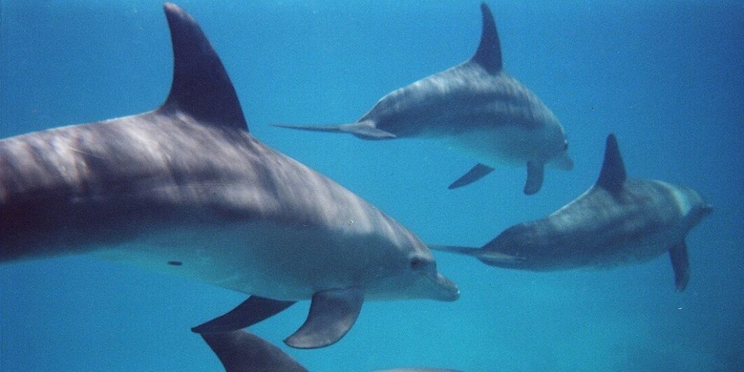 The question of how dolphins adapt to different living environments has been a bit of a mystery — but not any more. The question of how dolphins adapt to different living environments has been a bit of a mystery — but not any more.