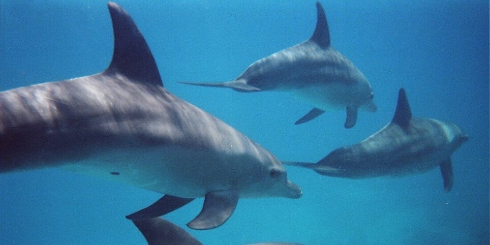 The question of how dolphins adapt to different living environments has been a bit of a mystery — but not any more.