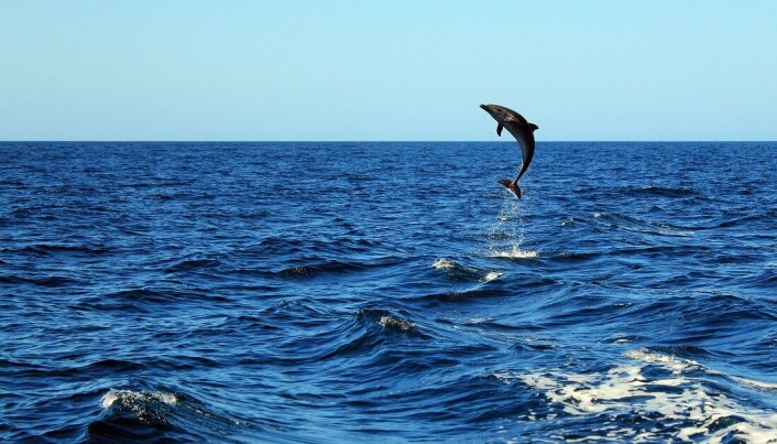 In the wild, the common Bottlenose Dolphin (Tursiops Truncatus) is found in a broad belt both north and south of the equator. In the wild, the common Bottlenose Dolphin (Tursiops Truncatus) is found in a broad belt both north and south of the equator.