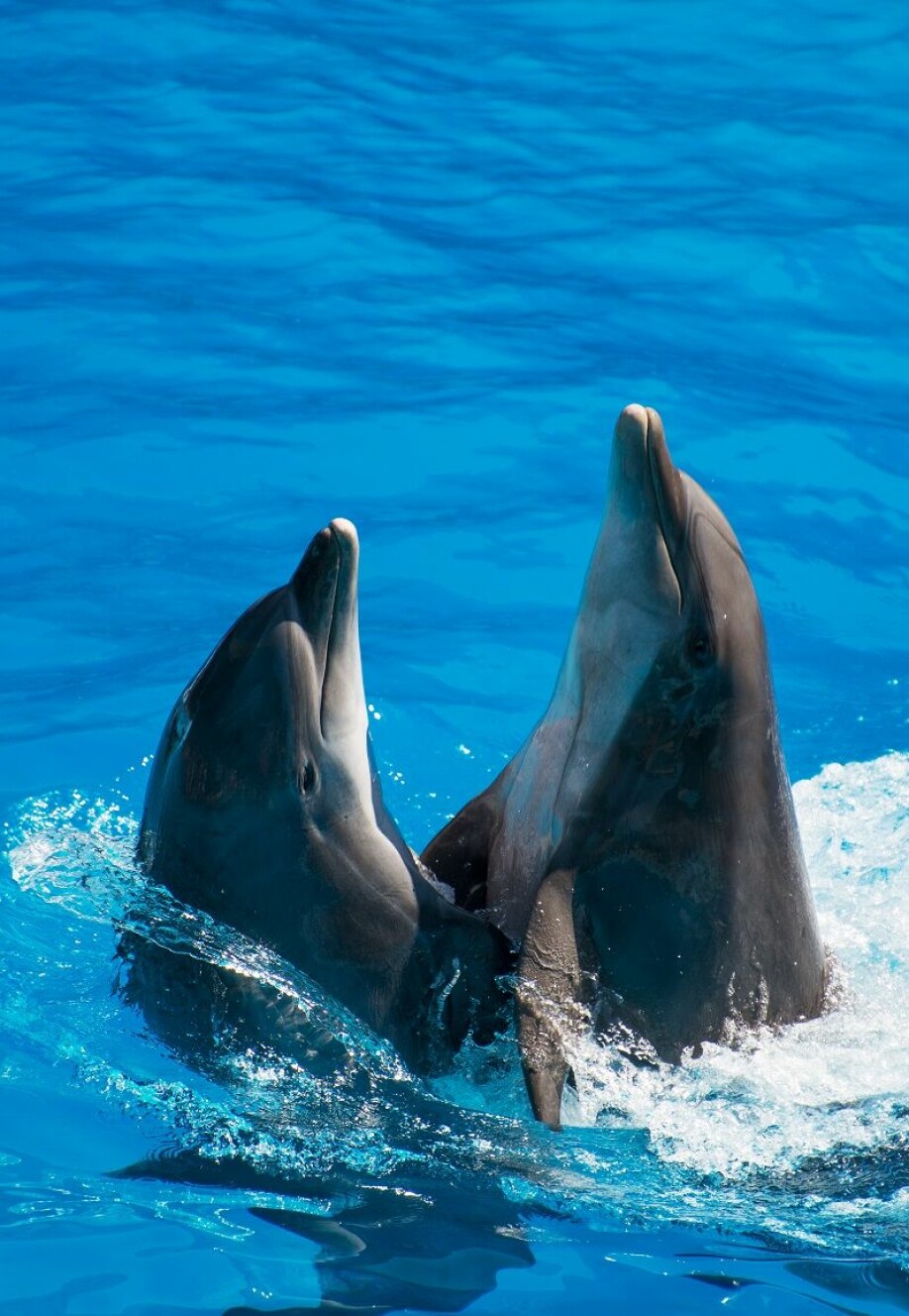 Bottlenose dolphins are possibly the most well known dolphin species.