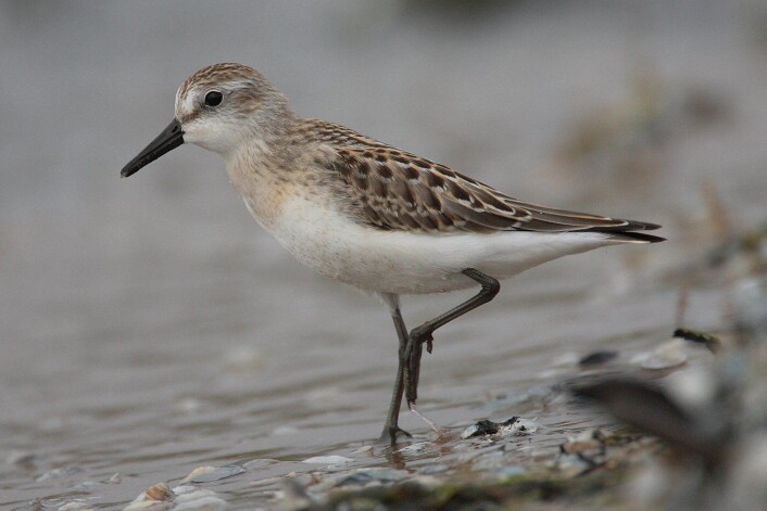 Sandsnipe. Sandsnipe.