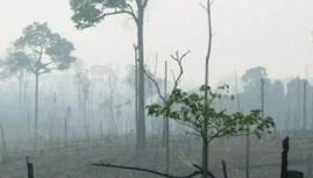 Mobilisering mot avskoging