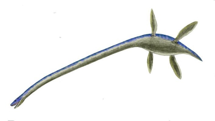 Thalassomedon - en langhalset plesiosaur. (Illustrasjon: Nobu Tamura) Thalassomedon - en langhalset plesiosaur. (Illustrasjon: Nobu Tamura)