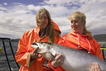 Avkom fra to fisk med god IPN-resistens blir nærmest immun mot sykdommen. (Foto: Aqua Gen) Avkom fra to fisk med god IPN-resistens blir nærmest immun mot sykdommen. (Foto: Aqua Gen)