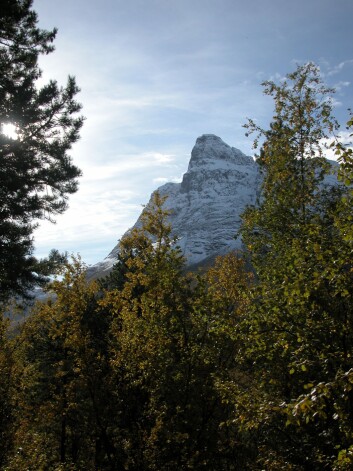 "Nordlig bjørkeskog. (Foto: Nigel G. Yoccoz)" "Nordlig bjørkeskog. (Foto: Nigel G. Yoccoz)"