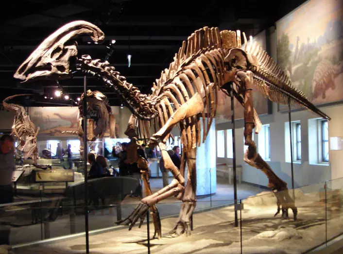 Blant fossilene på det nye utgravingsområdet i kina skal forskerne ha oppdaget en kjempestor nebbdionsaur. Her er nebbdinosauren Parasaurolophus cyrtocristatus utstilt ved Field Museum of Natural History i Chicago i USA. (Foto: Wikimedia Commons, lisens her)