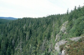 Granskogen i Oppkuven er en av skogene i Norge der vi finner høyest genetisk variasjon og minst innavl. Oppkuven er også et av områdene i Norge hvor det finnes lommer av urskog. (Foto: John Y. Larsson) Granskogen i Oppkuven er en av skogene i Norge der vi finner høyest genetisk variasjon og minst innavl. Oppkuven er også et av områdene i Norge hvor det finnes lommer av urskog. (Foto: John Y. Larsson)