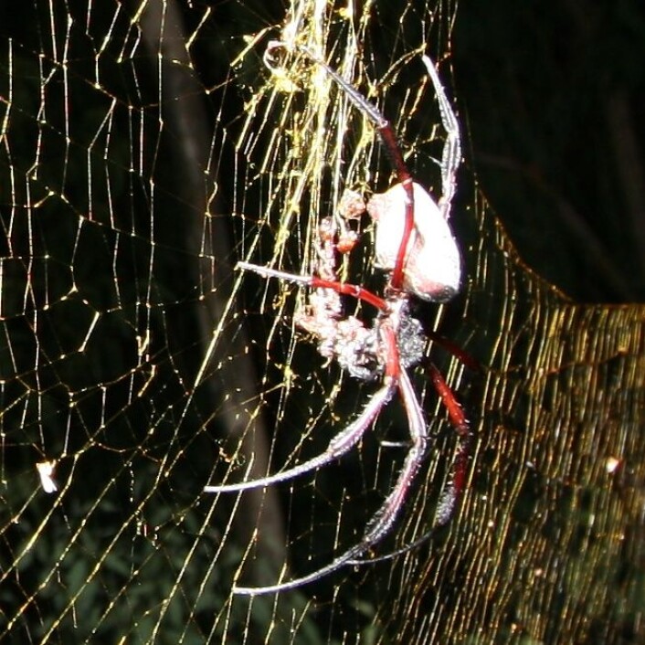 Edderkoppen Nephila inaurata. (Foto: M. Kuntner) Edderkoppen Nephila inaurata. (Foto: M. Kuntner)