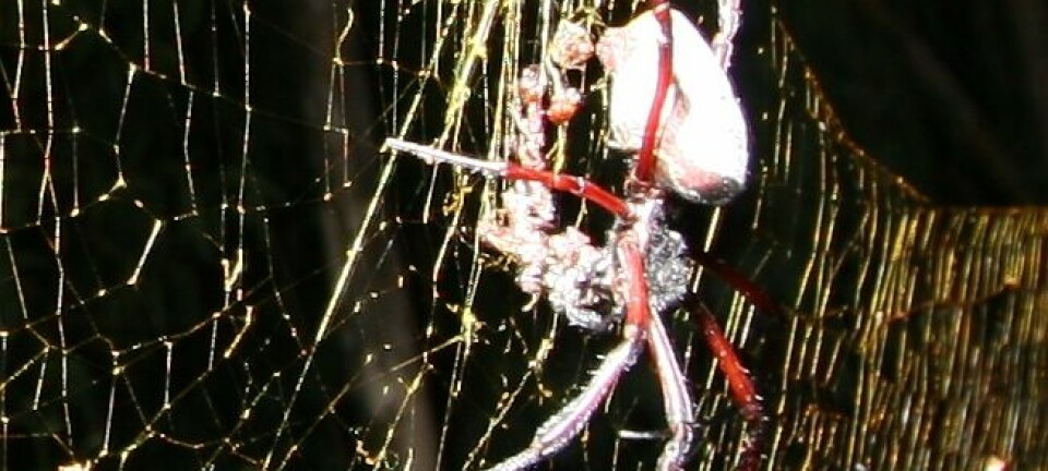 Edderkoppen Nephila inaurata. (Foto: M. Kuntner)