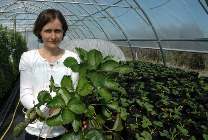 Forsker Nina Opstad ved Bioforsk Øst Apelsvoll med jordbærplanter som skal testes ut gjennom prosjektet. (Foto: Jon Schärer) Forsker Nina Opstad ved Bioforsk Øst Apelsvoll med jordbærplanter som skal testes ut gjennom prosjektet. (Foto: Jon Schärer)
