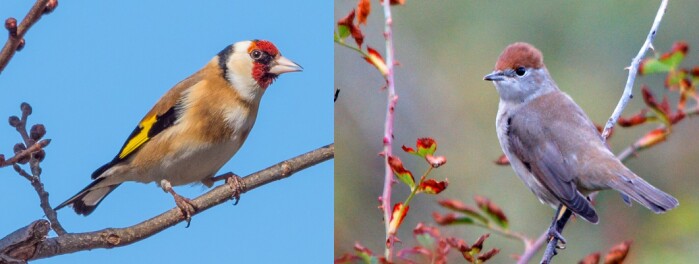 Stiliti e monaci sono tra le specie con il maggior incremento in Europa.