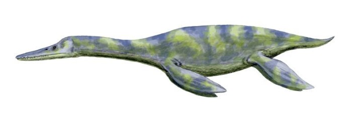 Dolichorhynchops - en korthalset plesiosaur. (Illustrasjon: Nobu Tamura) Dolichorhynchops - en korthalset plesiosaur. (Illustrasjon: Nobu Tamura)