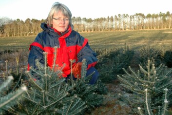 Forskningstekniker Anne Kvitvær ved Bioforsk Vest arbeider med prosjektet for regulere toppskuddvekst i juletre. (Foto: Jon Schärer)