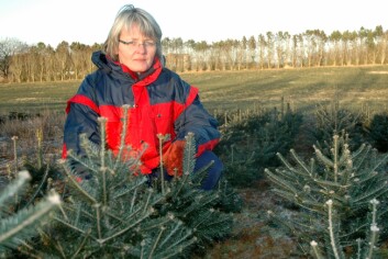 Forskningstekniker Anne Kvitvær ved Bioforsk Vest arbeider med prosjektet for regulere toppskuddvekst i juletre. (Foto: Jon Schärer) Forskningstekniker Anne Kvitvær ved Bioforsk Vest arbeider med prosjektet for regulere toppskuddvekst i juletre. (Foto: Jon Schärer)