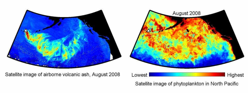 Satelittbilder av det nordøstlige Stillehavet. Til venstre spredning av asken fra Kasatochi, med vulkanen markert med en trekant. Til høyre planktonblomstring august 2008. Rød farge indikerer sterk oppblomstring. (Illustrasjon: Geophysical Research Letters/ Roberta C. Hamme)
